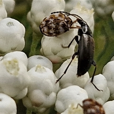 Alleculinae sp. (Subfamily) (Unidentified Comb-clawed beetle) at Goulburn, NSW - 6 Nov 2024 by trevorpreston