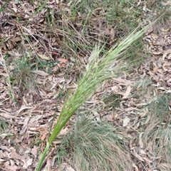 Austrostipa densiflora at Goulburn, NSW - 6 Nov 2024 04:41 PM