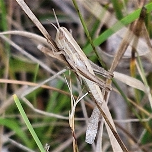 Macrotona sp. (genus) at Goulburn, NSW - 6 Nov 2024