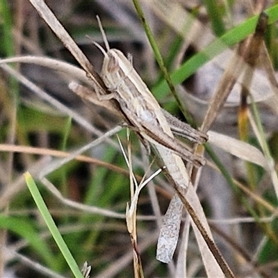 Unidentified Grasshopper (several families) at Goulburn, NSW - 6 Nov 2024 by trevorpreston