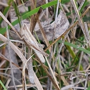 Macrotona sp. (genus) at Goulburn, NSW - 6 Nov 2024