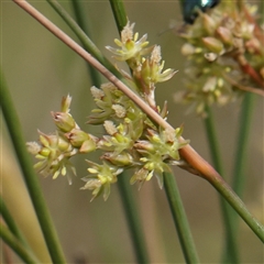 Juncus sp. (A Rush) at Gundaroo, NSW - 2 Nov 2024 by ConBoekel