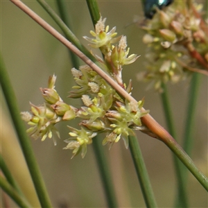 Juncus sp. at Gundaroo, NSW - 2 Nov 2024 10:35 AM