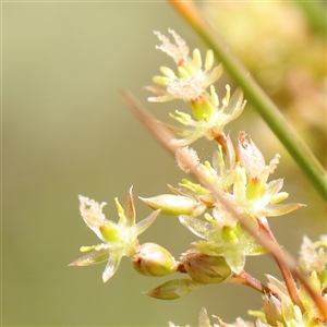 Juncus sp. at Gundaroo, NSW - 2 Nov 2024