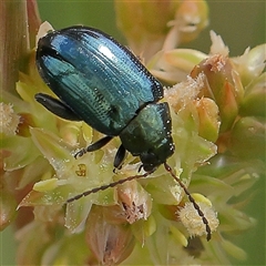 Arsipoda chrysis (Flea beetle) at Gundaroo, NSW - 1 Nov 2024 by ConBoekel