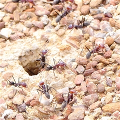 Iridomyrmex purpureus (Meat Ant) at Gundaroo, NSW - 2 Nov 2024 by ConBoekel