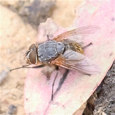 Calliphora stygia (Brown blowfly or Brown bomber) at Gundaroo, NSW - 2 Nov 2024 by ConBoekel