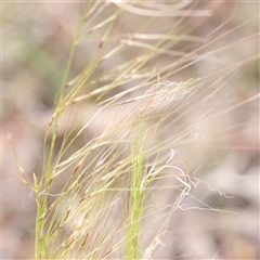 Austrostipa scabra (Corkscrew Grass, Slender Speargrass) at Gundaroo, NSW - 2 Nov 2024 by ConBoekel