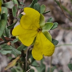 Hibbertia obtusifolia (Grey Guinea-flower) at Goulburn, NSW - 6 Nov 2024 by trevorpreston