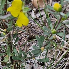 Hibbertia obtusifolia at Goulburn, NSW - 6 Nov 2024 04:36 PM