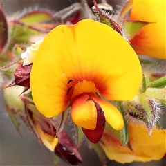 Unidentified Other Shrub at Gundaroo, NSW - 1 Nov 2024 by ConBoekel