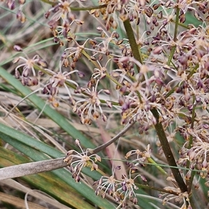 Lomandra multiflora at Goulburn, NSW - 6 Nov 2024 04:35 PM