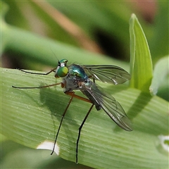 Dolichopodidae (family) (Unidentified Long-legged fly) at Gundaroo, NSW - 1 Nov 2024 by ConBoekel