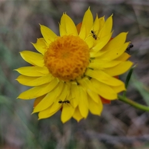 Xerochrysum viscosum at Goulburn, NSW - 6 Nov 2024 04:33 PM