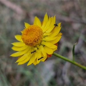 Xerochrysum viscosum at Goulburn, NSW - 6 Nov 2024 04:33 PM