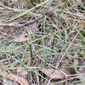 Xerochrysum viscosum at Goulburn, NSW - 6 Nov 2024 04:33 PM