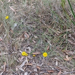 Xerochrysum viscosum at Goulburn, NSW - 6 Nov 2024 04:33 PM