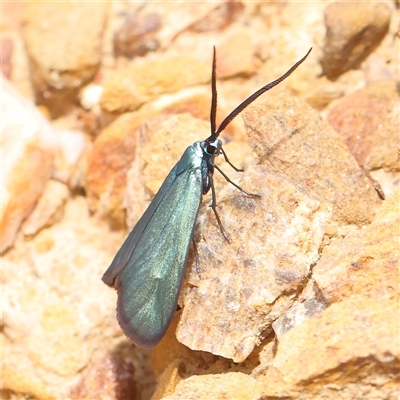 Pollanisus (genus) (A Forester Moth) at Gundaroo, NSW - 2 Nov 2024 by ConBoekel