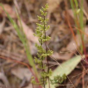 Cheilanthes sieberi subsp. sieberi at Gundaroo, NSW - 2 Nov 2024