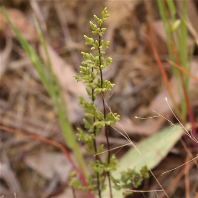 Cheilanthes sieberi subsp. sieberi (Mulga Rock Fern) at Gundaroo, NSW - 1 Nov 2024 by ConBoekel