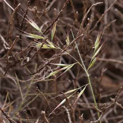 Rytidosperma sp. (Wallaby Grass) at Gundaroo, NSW - 2 Nov 2024 by ConBoekel