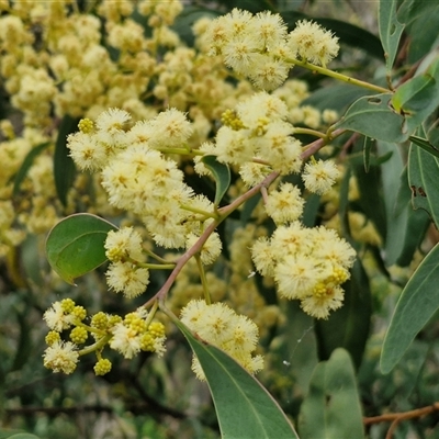 Acacia falciformis (Broad-leaved Hickory) at Goulburn, NSW - 6 Nov 2024 by trevorpreston