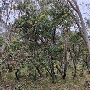 Acacia falciformis at Goulburn, NSW - 6 Nov 2024 04:32 PM