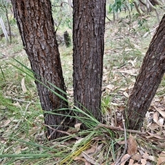 Acacia falciformis at Goulburn, NSW - 6 Nov 2024 04:32 PM