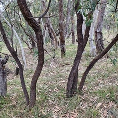 Acacia falciformis at Goulburn, NSW - 6 Nov 2024 04:32 PM