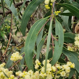 Acacia falciformis at Goulburn, NSW - 6 Nov 2024 04:32 PM