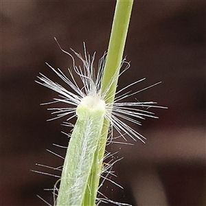 Rytidosperma sp. at Gundaroo, NSW - 2 Nov 2024 10:51 AM