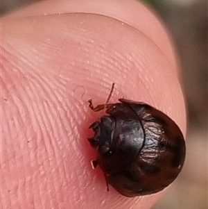 Trachymela sp. (genus) at Bungendore, NSW - 6 Nov 2024