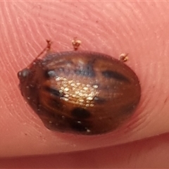 Trachymela sp. (genus) at Bungendore, NSW - 6 Nov 2024