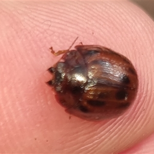 Trachymela sp. (genus) at Bungendore, NSW - 6 Nov 2024