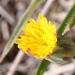 Hypochaeris radicata at Gundaroo, NSW - 2 Nov 2024