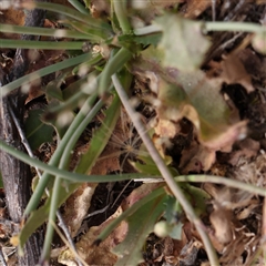 Hypochaeris radicata at Gundaroo, NSW - 2 Nov 2024 10:55 AM