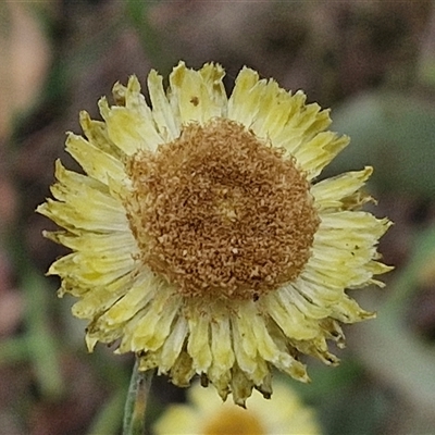 Coronidium scorpioides (Button Everlasting) at Goulburn, NSW - 6 Nov 2024 by trevorpreston