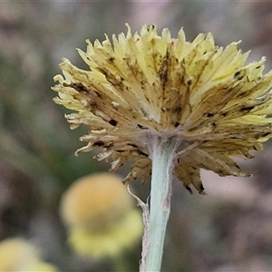 Coronidium scorpioides at Goulburn, NSW - 6 Nov 2024 04:31 PM