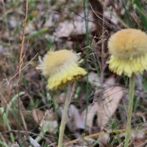 Coronidium scorpioides at Goulburn, NSW - 6 Nov 2024 04:31 PM