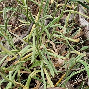 Coronidium scorpioides at Goulburn, NSW - 6 Nov 2024 04:31 PM