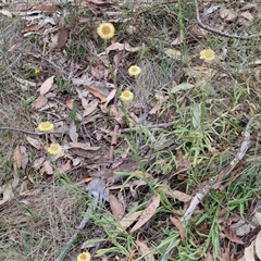 Coronidium scorpioides at Goulburn, NSW - 6 Nov 2024 04:31 PM