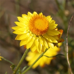 Xerochrysum viscosum (Sticky Everlasting) at Gundaroo, NSW - 1 Nov 2024 by ConBoekel