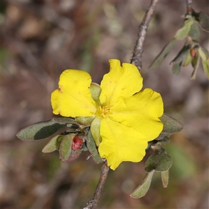 Hibbertia obtusifolia at Gundaroo, NSW - 2 Nov 2024