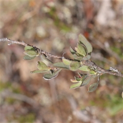 Hibbertia obtusifolia at Gundaroo, NSW - 2 Nov 2024