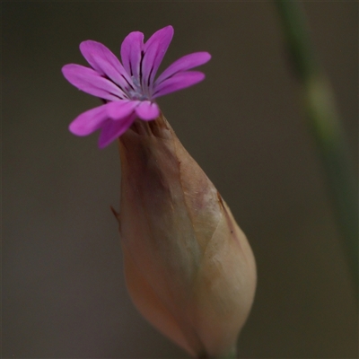 Petrorhagia nanteuilii (Proliferous Pink, Childling Pink) at Gundaroo, NSW - 2 Nov 2024 by ConBoekel