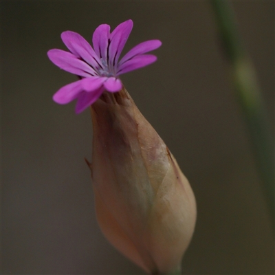 Petrorhagia nanteuilii (Proliferous Pink, Childling Pink) at Gundaroo, NSW - 2 Nov 2024 by ConBoekel