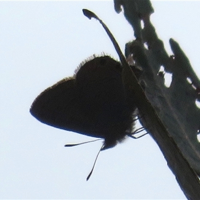 Acrodipsas myrmecophila (Small Ant-blue Butterfly) at Symonston, ACT - 6 Nov 2024 by Christine