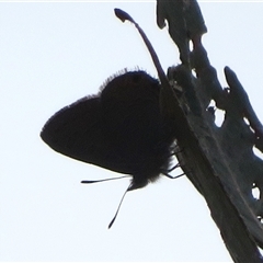 Acrodipsas myrmecophila at suppressed - suppressed