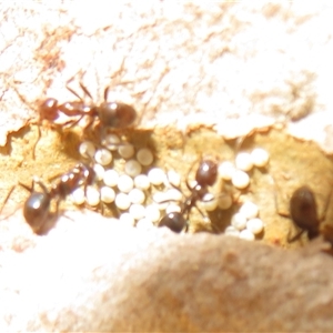 Acrodipsas myrmecophila at suppressed - suppressed