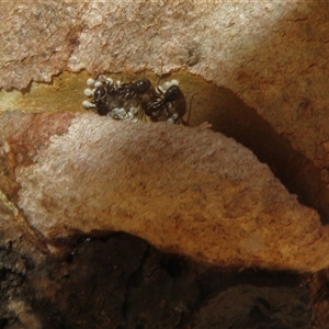 Acrodipsas myrmecophila at suppressed - suppressed